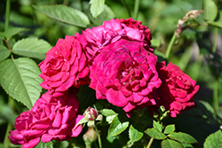 Children's Hope Rose (Rosa 'WEKswegoba') at Lakeshore Garden Centres