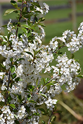 Juliet Cherry (Prunus 'Juliet') at Golden Acre Home & Garden