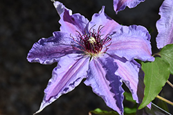 Blue Ravine Clematis (Clematis 'Blue Ravine') at Lakeshore Garden Centres