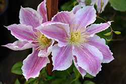Pinkie Pinstripe Clematis (Clematis 'Pinkie Pinstripe') at Lakeshore Garden Centres