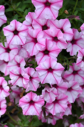 Supertunia Pink Star Charm Petunia (Petunia 'Supertunia Pink Star Charm') at Lakeshore Garden Centres