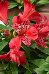 Inca Lolly Alstroemeria (Alstroemeria 'Koncalolly') at Lakeshore Garden Centres