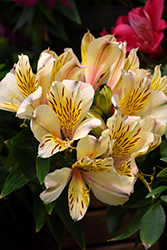 Inca Sundance Alstroemeria (Alstroemeria 'Koncasuna') at Lakeshore Garden Centres