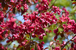 Fuchsia Girl Flowering Crab (Malus 'Fuchsia Girl') at Lakeshore Garden Centres