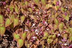 Bishop's Hat (Epimedium x rubrum) at Green Thumb Garden Centre