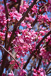 Jan Kuperus Flowering Crab (Malus 'Jan Kuperus') at Lakeshore Garden Centres