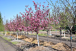 Jan Kuperus Flowering Crab (Malus 'Jan Kuperus') at Lakeshore Garden Centres
