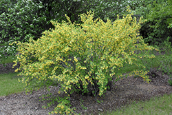 Clove Currant (Ribes odoratum) at Lakeshore Garden Centres