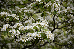 Arnold Hawthorn (Crataegus arnoldiana) at Lakeshore Garden Centres