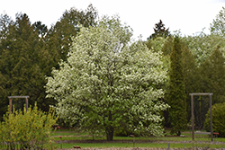 Arnold Hawthorn (Crataegus arnoldiana) at Lakeshore Garden Centres