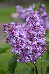 Evangeline Lilac (Syringa x hyacinthiflora 'Evangeline') at Lakeshore Garden Centres