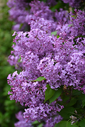 Pocahontas Lilac (Syringa x hyacinthiflora 'Pocahontas') at Peter Knippel Garden Centre