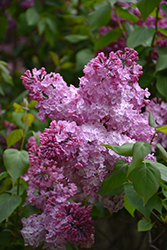 Maiden's Blush Lilac (Syringa x hyacinthiflora 'Maiden's Blush') at Lakeshore Garden Centres