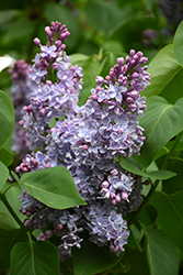 Equinox Valley Lilac (Syringa 'Equinox Valley') at Lakeshore Garden Centres