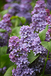 President Lincoln Lilac (Syringa vulgaris 'President Lincoln') at Lakeshore Garden Centres