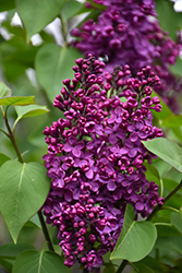 Sarah Sands Lilac (Syringa vulgaris 'Sarah Sands') at Lakeshore Garden Centres