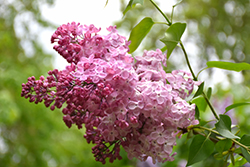 Marie Frances Lilac (Syringa vulgaris 'Marie Frances') at Lakeshore Garden Centres