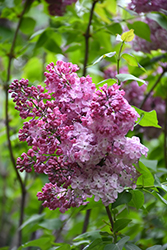 Excel Lilac (Syringa x hyacinthiflora 'Excel') at Lakeshore Garden Centres