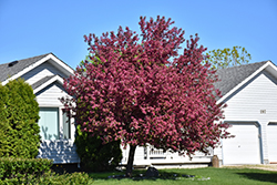 Fuchsia Girl Flowering Crab (Malus 'Fuchsia Girl') at Lakeshore Garden Centres