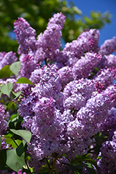 Common Lilac (Syringa vulgaris) at A Very Successful Garden Center