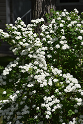 Three Lobe Spirea (Spiraea trilobata) at Lakeshore Garden Centres