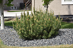 Mugo Pine (Pinus mugo) at A Very Successful Garden Center