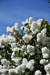 Angel White Lilac (Syringa vulgaris 'Angel White') at A Very Successful Garden Center