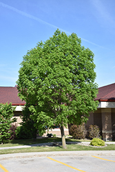 Mancana Manchurian Ash (Fraxinus mandshurica 'Mancana') at Lakeshore Garden Centres