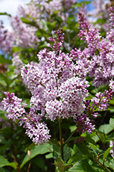 Minuet Lilac (Syringa x prestoniae 'Minuet') at Golden Acre Home & Garden