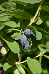 Yezberry Honey Bunch Japanese Haskap (Lonicera caerulea 'Kaido') at Lakeshore Garden Centres