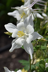 Songbird Dove Columbine (Aquilegia 'Dove') at Lakeshore Garden Centres
