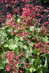 Arctic Mist Coral Bells (Heuchera 'Arctic Mist') at Lakeshore Garden Centres
