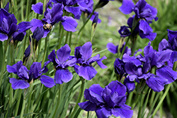Caesar's Brother Siberian Iris (Iris sibirica 'Caesar's Brother') at A Very Successful Garden Center