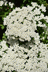 Wedding Cake Spirea (Spiraea nipponica 'SMNSNFD') at Lakeshore Garden Centres