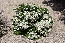 Wedding Cake Spirea (Spiraea nipponica 'SMNSNFD') at Lakeshore Garden Centres