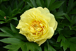 Garden Treasure Peony (Paeonia 'Garden Treasure') at Lakeshore Garden Centres