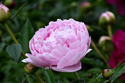 President Taft Peony (Paeonia 'President Taft') at Lakeshore Garden Centres