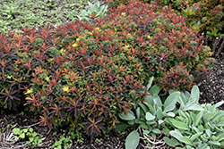 Bonfire Cushion Spurge (Euphorbia polychroma 'Bonfire') at Golden Acre Home & Garden