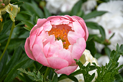 Coral Charm Peony (Paeonia 'Coral Charm') at Peter Knippel Garden Centre