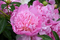 Heidi Peony (Paeonia 'Heidi') at Lakeshore Garden Centres