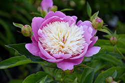 Bowl Of Beauty Peony (Paeonia 'Bowl Of Beauty') at The Mustard Seed