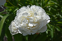 Class Act Peony (Paeonia 'Class Act') at Lakeshore Garden Centres