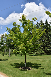 Scarlet Jewell Red Maple (Acer rubrum 'Bailcraig') at Lakeshore Garden Centres