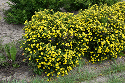 Dakota Sunspot Potentilla (Potentilla fruticosa 'Fargo') at A Very Successful Garden Center