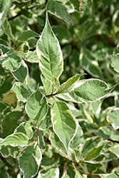 Silver Variegated Dogwood (Cornus alba 'Elegantissima') at The Mustard Seed
