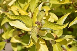 Morden Amber Dogwood (Cornus alba 'Morden Amber') at Lakeshore Garden Centres