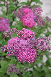 Superstar Spirea (Spiraea x bumalda 'Denistar') at Lakeshore Garden Centres