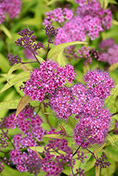 Flaming Mound Spirea (Spiraea japonica 'Flaming Mound') at Mainescape Nursery
