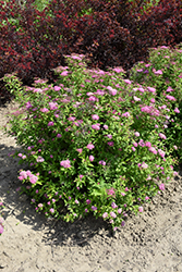 Gumball Spirea (Spiraea x bumalda 'Gumball') at Lakeshore Garden Centres