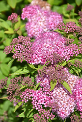Gumball Spirea (Spiraea x bumalda 'Gumball') at Lakeshore Garden Centres